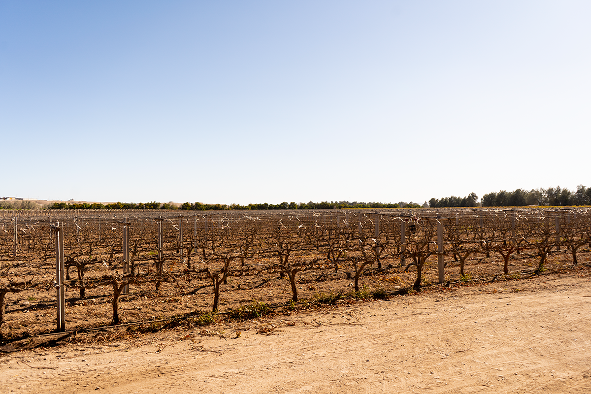Viñedo de Autodema en El Pedregal, Majes, donde se desarrolla la línea vitivinícola institucional